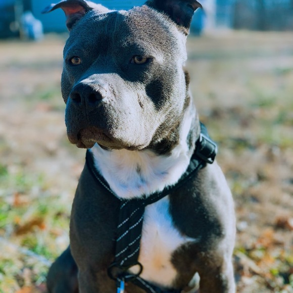 Meet your Posher, Kayden - Picture 7 of 8